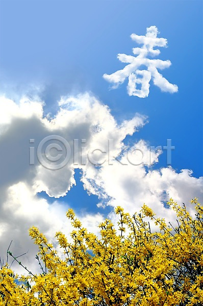 사람없음 PSD 편집이미지 개나리 계절 구름(자연) 꽃 꽃밭 모양 백그라운드 봄 봄춘 식물 야외 자연 자연요소 주간 풍경(경치) 하늘 한자