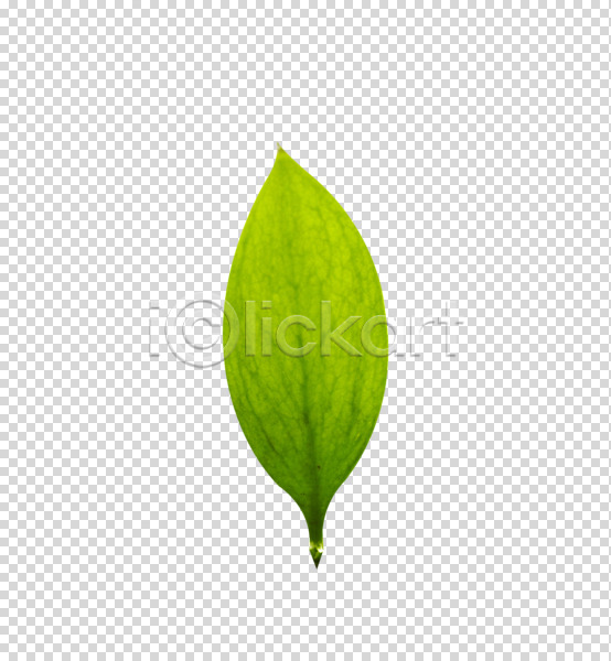 사람없음 PNG 편집이미지 계절 나뭇잎 라이프 봄 생명 식물 잎 자연 초록색 컬러 편집 편집소스