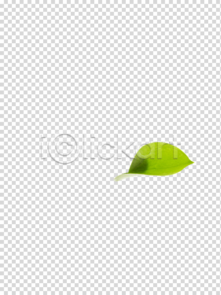 사람없음 PNG 편집이미지 계절 나뭇잎 라이프 봄 생명 식물 잎 자연 초록색 컬러 편집 편집소스
