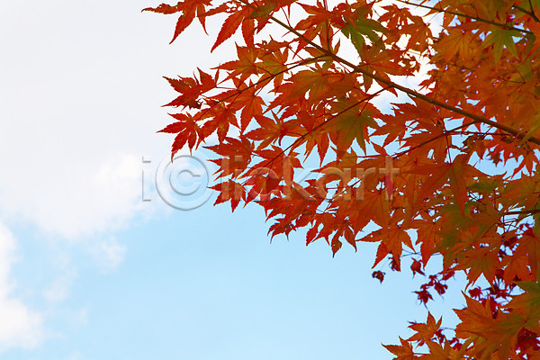 사람없음 JPG 포토 가을(계절) 가을풍경 계절 구름(자연) 나무 나뭇가지 내장산 단풍 단풍나무 백그라운드 식물 야외 잎 자연 전라도 전라북도 주간 풍경(경치) 하늘
