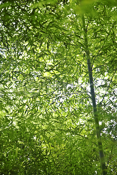 사람없음 JPG 포토 구름(자연) 나무 나뭇잎 담양 대나무 대나무숲 대나무잎 반사 백그라운드 숲 숲속 식물 야외 여러그루 연두색 잎 자연 전라남도 전라도 주간 죽림원 초록색 풍경(경치) 하늘 햇빛