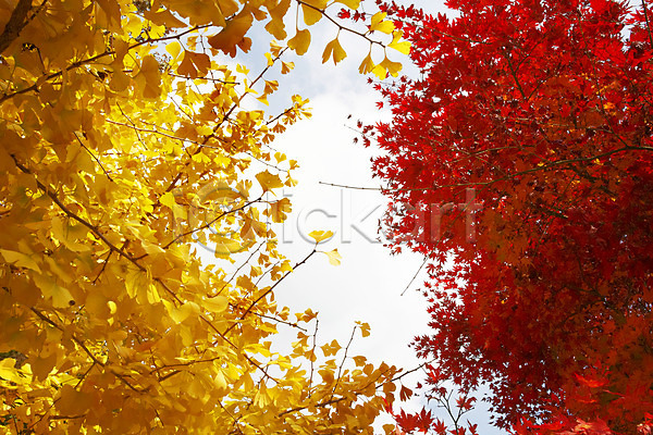 비교 사람없음 JPG 포토 가을(계절) 가을풍경 계절 나무 나뭇가지 내장산 노란색 단풍 단풍나무 백그라운드 빨간색 식물 야외 은행나무 은행잎 잎 자연 전라도 전라북도 주간 컬러 풍경(경치)