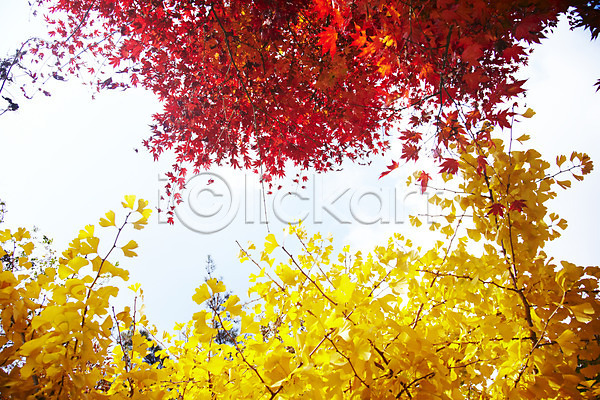 비교 사람없음 JPG 포토 가을(계절) 가을풍경 계절 나무 나뭇가지 내장산 노란색 단풍 단풍나무 백그라운드 빨간색 식물 야외 은행나무 은행잎 잎 자연 전라도 전라북도 주간 컬러 풍경(경치)