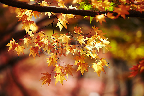 사람없음 JPG 근접촬영 아웃포커스 포토 가을(계절) 가을풍경 계절 나무 나뭇가지 내장산 단풍 단풍나무 반사 배경화면 백그라운드 빨간색 식물 야외 잎 자연 전라도 전라북도 주간 컬러 풍경(경치) 햇빛