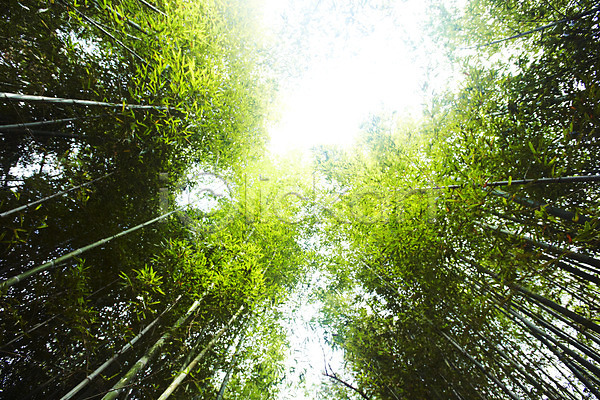 사람없음 JPG 로우앵글 포토 구름(자연) 나무 담양 대나무 대나무숲 반사 배경화면 백그라운드 숲 숲속 식물 야외 여러그루 연두색 자연 전라남도 전라도 주간 죽림원 초록색 풍경(경치) 하늘 햇빛