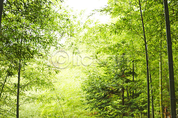 사람없음 JPG 포토 나무 담양 대나무 대나무숲 반사 백그라운드 숲 숲속 식물 야외 여러그루 연두색 자연 전라남도 전라도 주간 죽림원 초록색 풍경(경치) 햇빛