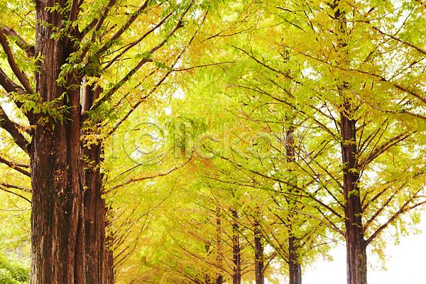 사람없음 JPG 포토 가로수 구름(자연) 길 나란히 나무 나뭇가지 노란색 메타세콰이어 백그라운드 선 숲 식물 야외 여러그루 연두색 자연 주간 초록색 컬러 풍경(경치) 하늘