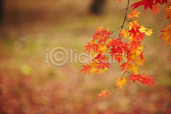 사람없음 JPG 근접촬영 아웃포커스 포토 가을(계절) 가을풍경 계절 나무 나뭇가지 내장산 단풍 단풍나무 백그라운드 빨간색 식물 야외 잎 자연 전라도 전라북도 주간 주황색 컬러 풍경(경치)