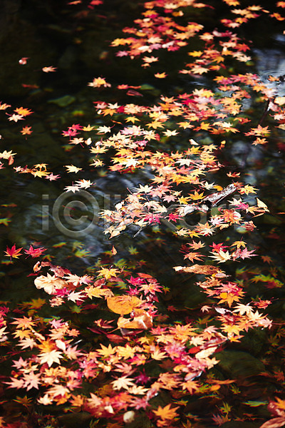 사람없음 JPG 포토 가을(계절) 가을풍경 강 개울 계곡 계절 나뭇잎 낙엽 내장산 단풍 물 반사 백그라운드 수면 식물 야외 잎 자연 전라도 전라북도 주간 풍경(경치) 햇빛 호수