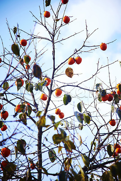 사람없음 JPG 포토 가을(계절) 가을풍경 감 감나무 계절 과일 구름(자연) 나무 나뭇가지 나뭇잎 내장산 백그라운드 식물 야외 열매 잎 자연 전라도 전라북도 주간 풍경(경치) 하늘