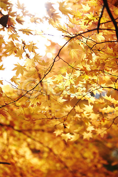사람없음 JPG 포토 가을(계절) 가을풍경 계절 나무 나뭇가지 내장산 단풍 단풍나무 반사 백그라운드 식물 야외 잎 자연 전라도 전라북도 주간 주황색 컬러 풍경(경치) 햇빛