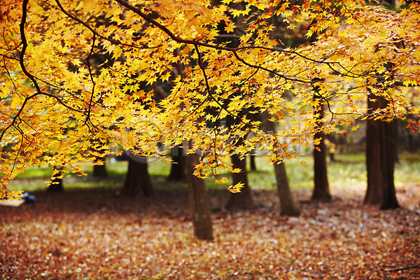 사람없음 JPG 근접촬영 아웃포커스 포토 가을(계절) 가을풍경 계절 나무 나뭇가지 낙엽 내장산 노란색 단풍 단풍나무 배경화면 백그라운드 식물 야외 잎 자연 전라도 전라북도 주간 주황색 컬러 풍경(경치)