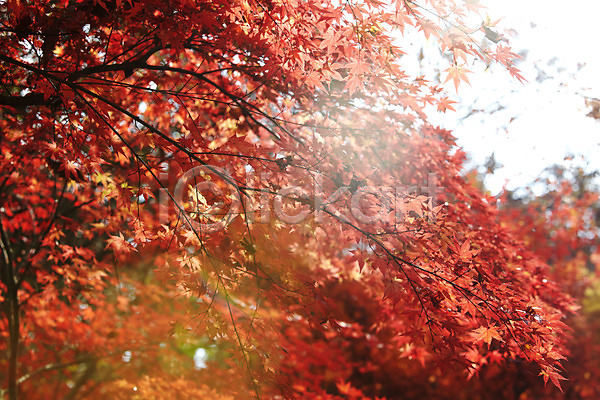사람없음 JPG 포토 가을(계절) 가을풍경 계절 나무 나뭇가지 내장산 단풍 단풍나무 반사 백그라운드 빨간색 식물 야외 잎 자연 전라도 전라북도 주간 컬러 풍경(경치) 햇빛