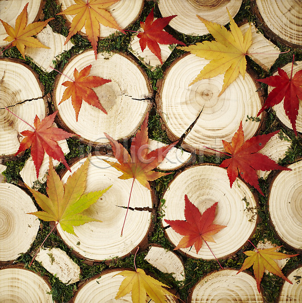 사람없음 JPG 포토 가을(계절) 계절 나무토막 나이테 낙엽 단면 단풍 백그라운드 식물 야외 오브젝트 잎 자연 주간 토막 통나무 풀(식물) 풍경(경치)