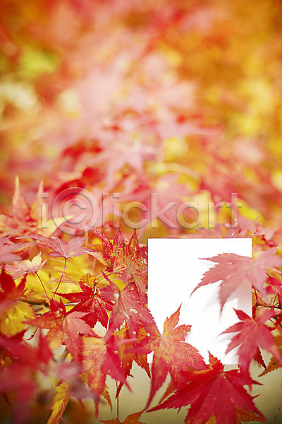 사람없음 JPG 근접촬영 아웃포커스 포토 가을(계절) 계절 낙엽 단풍 메모지 백그라운드 식물 야외 오브젝트 잎 자연 종이 주간 풍경(경치)