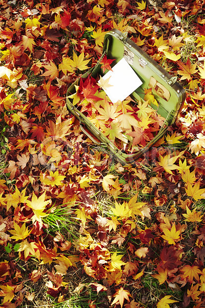 사람없음 JPG 포토 하이앵글 가방 가을(계절) 계절 낙엽 단풍 메모지 백그라운드 식물 야외 오브젝트 오픈 잎 자연 종이 주간 철가방 풀(식물) 풍경(경치)