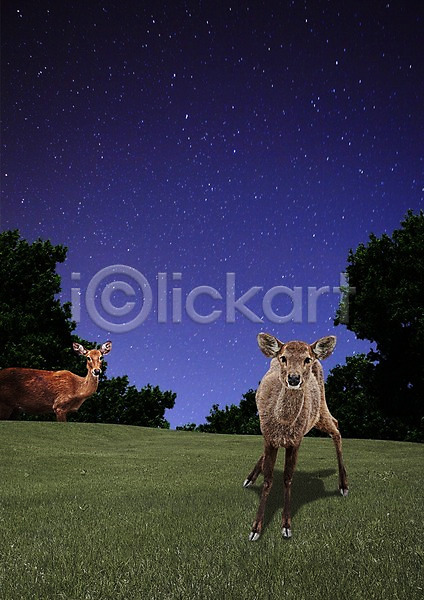 사람없음 PSD 편집이미지 나무 동물 두마리 밤하늘 별 사슴 숲 식물 야간 야생동물 야외 자연 잔디 저녁 초식동물 초원(자연) 포유류 하늘