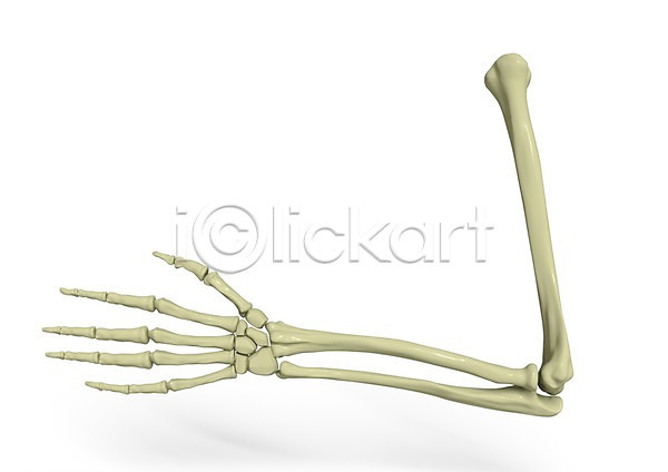 분석 사람없음 신체부위 3D PSD 입체 편집이미지 3D소스 그래픽 근골격기관 뼈 손 손가락 의학 인체모형 장기(의학) 치료 팔 편집소스