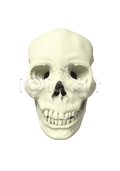 분석 사람없음 신체부위 3D PSD 입체 편집이미지 3D소스 그래픽 두상 머리 모형 뼈 얼굴 의학 인체모형 치료 치아 편집소스 해골 해골모형 해부