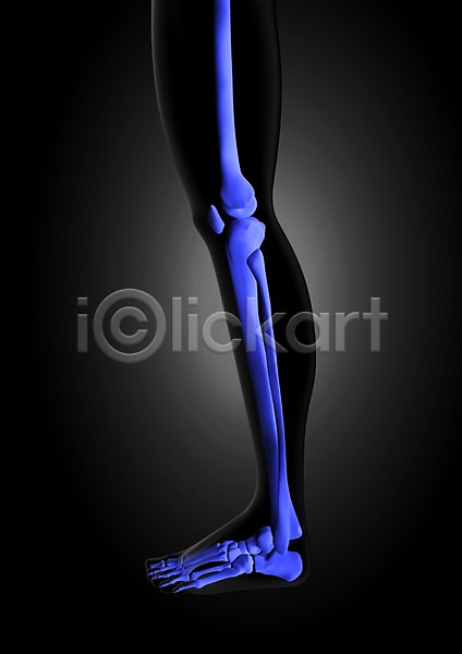 분석 사람없음 신체부위 3D PSD 입체 편집이미지 3D소스 골격 관절 그래픽 다리(신체부위) 무릎 발 발가락 발목 뼈 의학 인체모형 치료 투시 편집소스 하반신 해부