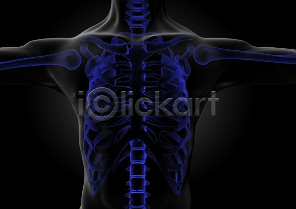 분석 사람없음 신체부위 3D PSD 입체 편집이미지 3D소스 가슴 갈비뼈 골격 그래픽 등뼈 뼈 상반신 쇄골 어깨 의학 인체모형 척추 치료 투시 팔 편집소스 해부
