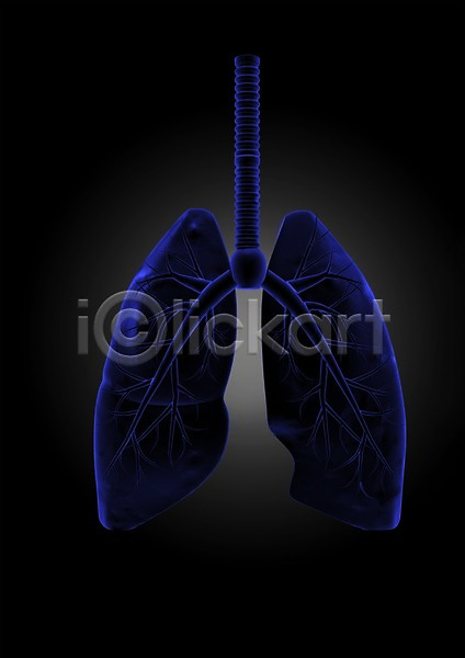 분석 사람없음 신체부위 3D PSD 입체 편집이미지 3D소스 그래픽 내장 의학 인체모형 장기(의학) 치료 투시 편집소스 해부 허파 호흡 호흡기관