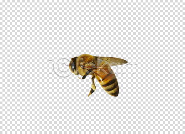 사람없음 PNG 편집이미지 곤충 꿀벌 날개(비행) 다리(신체부위) 동물 무늬 벌(곤충) 벌레 절지류 줄무늬 편집 편집소스 한마리