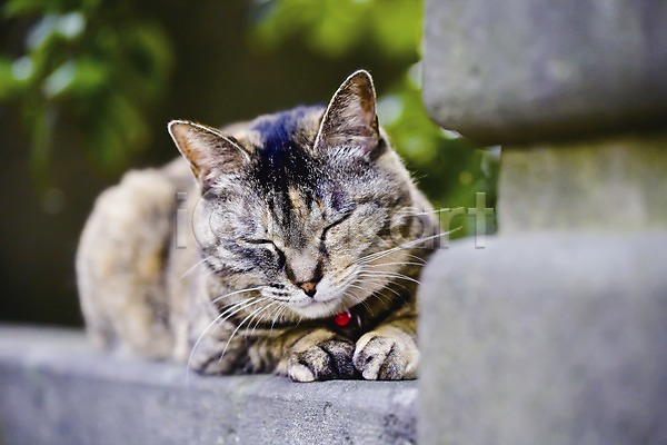 사람없음 JPG 아웃포커스 포토 고양이 긴자 눈감음 도쿄 동물 동물라이프 마을 반려 수면 아시아 야나카 야외 엎드리기 일본 잠 주간 풍경(경치) 한마리 해외 해외풍경
