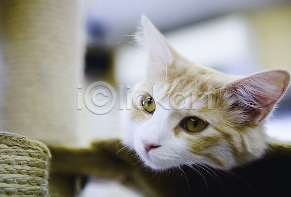 사람없음 JPG 아웃포커스 포토 고양이 도쿄 동물 동물라이프 반려 상점 소파 실내 아시아 의자 인테리어 일본 카페 한마리 해외