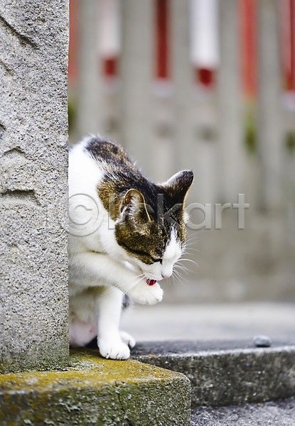사람없음 JPG 아웃포커스 포토 거리 건물 고양이 도쿄 동물 동물라이프 마을 반려 아시아 야나카 야외 외벽 일본 주간 풍경(경치) 한마리 해외 해외풍경