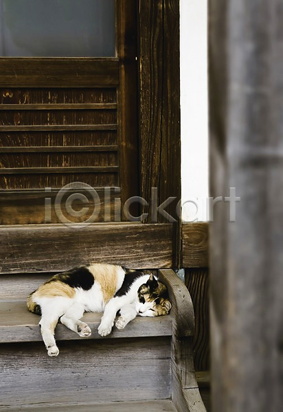 사람없음 JPG 아웃포커스 포토 건물 건축물 계단 고양이 긴자 눕기 도쿄 동물 동물라이프 마을 문 반려 백그라운드 아시아 야나카 야외 일본 주간 주택 풍경(경치) 한마리 해외 해외풍경