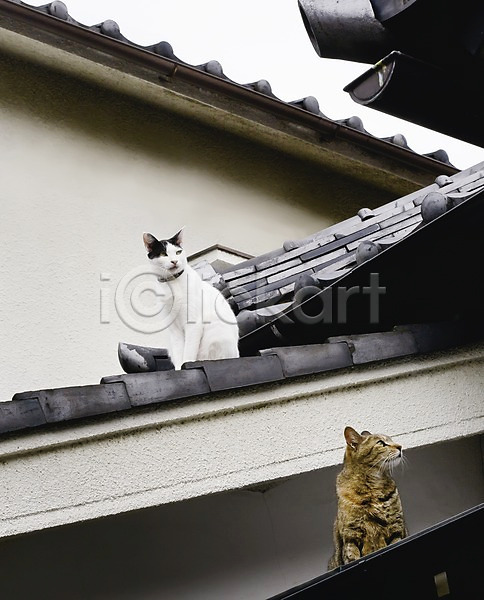 사람없음 JPG 포토 건물 건축물 고양이 기와 긴자 도쿄 동물 동물라이프 두마리 마을 반려 아시아 야나카 야외 일본 주간 주택 지붕 풍경(경치) 해외 해외풍경
