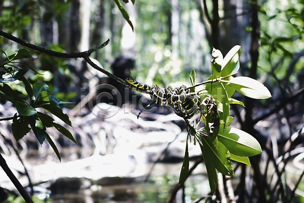 사람없음 JPG 아웃포커스 포토 나무 나뭇가지 동물 뱀 숲 숲속 식물 아시아 야외 잎 자연 주간 파충류 팔라완 풍경(경치) 필리핀 한마리 해외 해외풍경