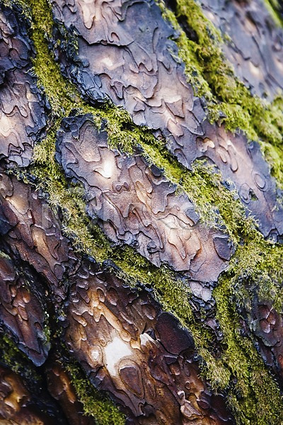 사람없음 JPG 포토 국립공원 껍질 나무 내장산 백그라운드 순창 야외 이끼 자연 전라북도 주간 태움 풍경(경치) 한국