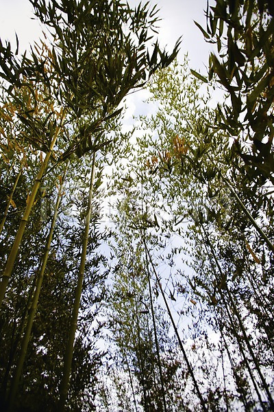 사람없음 JPG 로우앵글 포토 구름(자연) 국립공원 나무 내장산 대나무 백그라운드 산 순창 야외 자연 전라북도 주간 풍경(경치) 하늘 한국