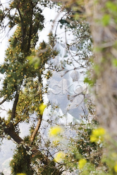 사람없음 JPG 아웃포커스 포토 하이앵글 나무 돌(바위) 바다 소나무 야외 자연 제주도 주간 풍경(경치) 한국