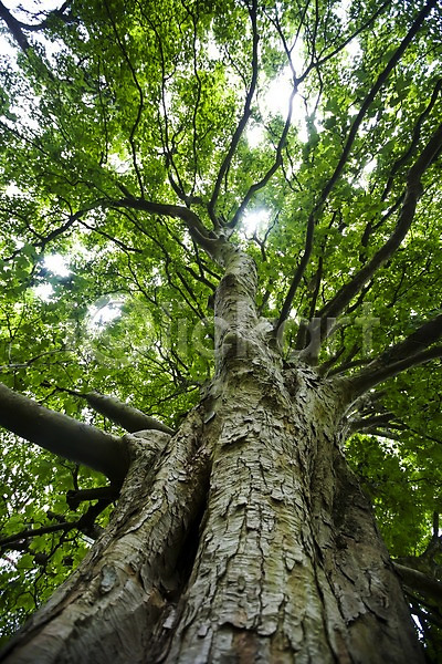 사람없음 JPG 로우앵글 포토 나무 나무통 나뭇가지 백그라운드 숲속 식물 야외 영국 유럽 잎 자연 주간 초록색 큼 풍경(경치) 해외 해외풍경