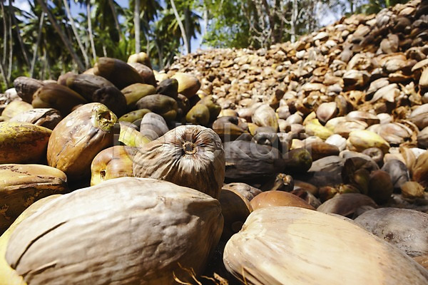 사람없음 JPG 포토 갈색 과일 껍질 나무 농작물 다수 백그라운드 세이셸 식물 쌓기 야외 야자수 여러개 열매 주간 코코넛 풍경(경치) 해외 해외풍경