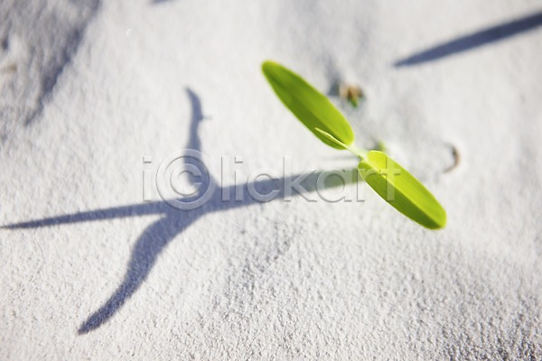 사람없음 JPG 아웃포커스 포토 하이앵글 그림자 모래 모래사장 배경화면 백그라운드 세이셸 식물 야외 인도양 잎 주간 풍경(경치) 해외 해외풍경