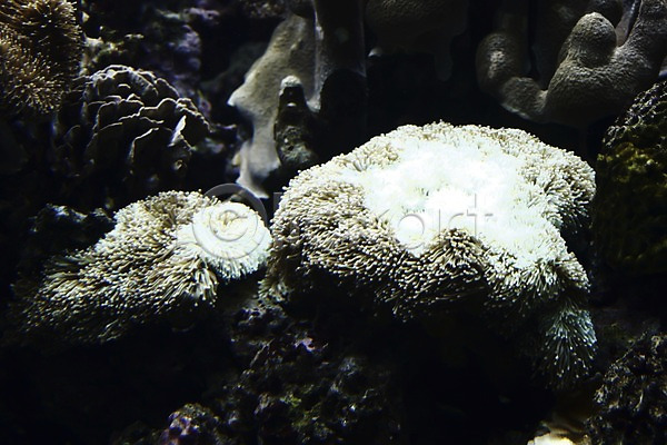 사람없음 JPG 아웃포커스 포토 누메아 뉴칼레도니아 동물 산호 산호초 수족관 수중 수중사진 아쿠아리움 오세아니아 자포동물 해외