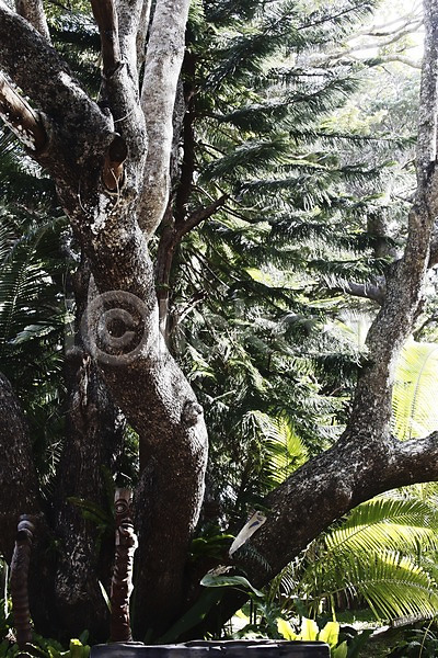 사람없음 JPG 포토 나무 뉴칼레도니아 백그라운드 숲 식물 야외 오세아니아 자연 장승 조각상 주간 풍경(경치) 해외 해외풍경