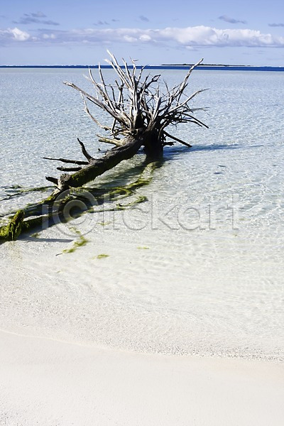 사람없음 JPG 포토 고목 나무 나무뿌리 뉴칼레도니아 모래사장 바다 배경화면 백그라운드 식물 야외 오세아니아 자연 주간 풍경(경치) 해외 해외풍경 휴양지
