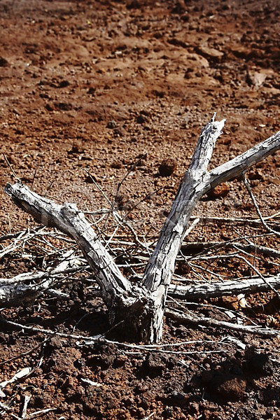 사람없음 JPG 포토 나무 뉴칼레도니아 백그라운드 야외 오세아니아 자연 주간 죽음 풍경(경치) 해외 해외풍경 흙