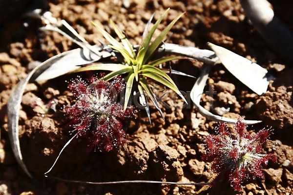 사람없음 JPG 아웃포커스 포토 하이앵글 뉴칼레도니아 백그라운드 식물 야외 오세아니아 자연 주간 해외 흙 희귀식물