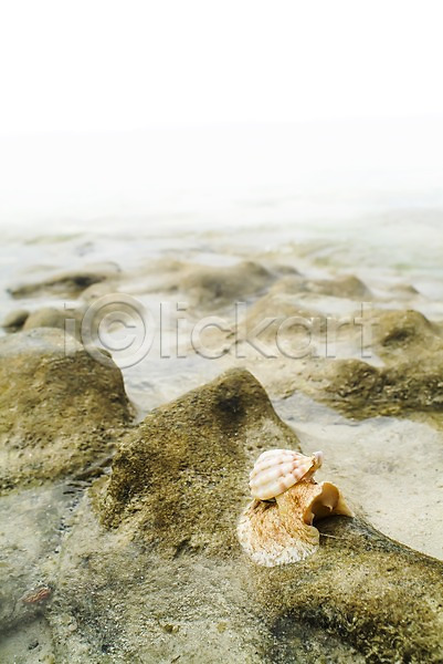 사람없음 JPG 아웃포커스 포토 뉴칼레도니아 돌(바위) 모래사장 바다 아메데섬 야외 어패류 오세아니아 이끼 조개 주간 풍경(경치) 해변 해외 해외풍경
