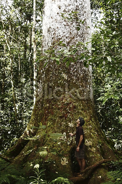 남자 남자만 남자한명만 사람 성인 성인남자만 성인만 한명 JPG 로우앵글 포토 나무 뉴칼레도니아 숲 식물 야외 오세아니아 올려보기 자연 주간 카오리나무 큼 해외 해외풍경