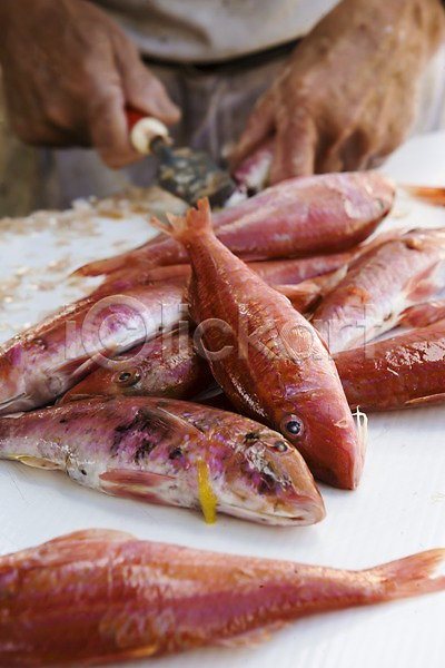 신체부위 JPG 아웃포커스 포토 도마(주방용품) 마사슬록 몰타 상점 생선가게 손 손질 시장 식재료 야외 어류 칼 해산물