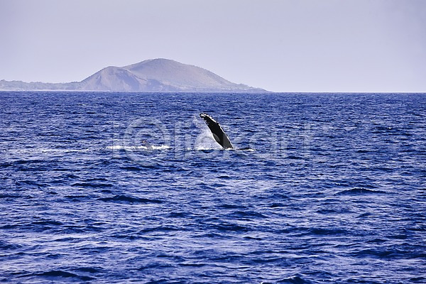 사람없음 JPG 포토 고래 남태평양 동물 바다 수영 수중동물 야외 주간 포유류 풍경(경치) 하와이 한마리 해외 해외풍경 혹등고래