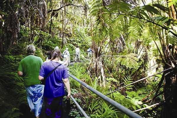 사람 여러명 JPG 뒷모습 포토 길 나무 남태평양 식물 야외 여행 여행객 열대식물 열대우림 울타리 주간 트래킹 풍경(경치) 하와이 해외 해외풍경