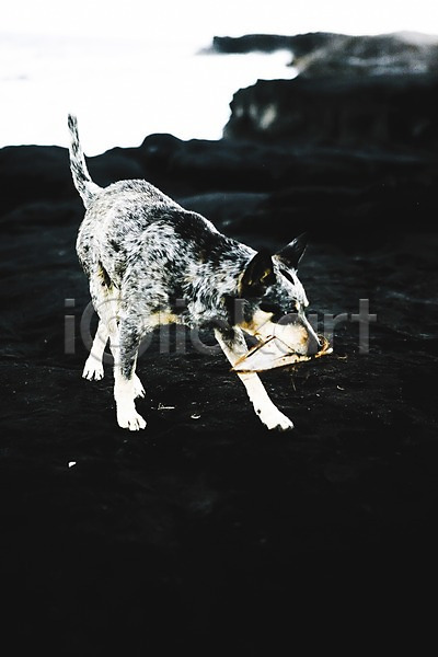 사람없음 JPG 아웃포커스 포토 개 돌(바위) 동물 바위(돌) 야외 연습 주간 포유류 풍경(경치) 하와이 한마리 해변 해외 해외풍경